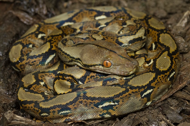 Snake Reticulated Python (Python reticulatus)