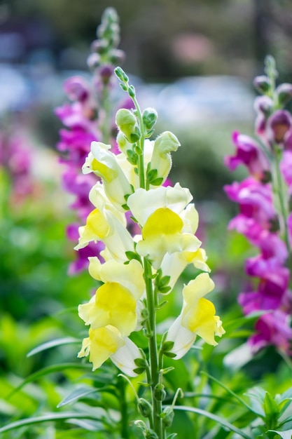 Snapdragonscrophulariaceaefiore giallo bellissimo