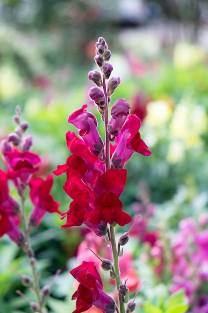 Snapdragonscrophulariaceaefiore rosso bellissimo