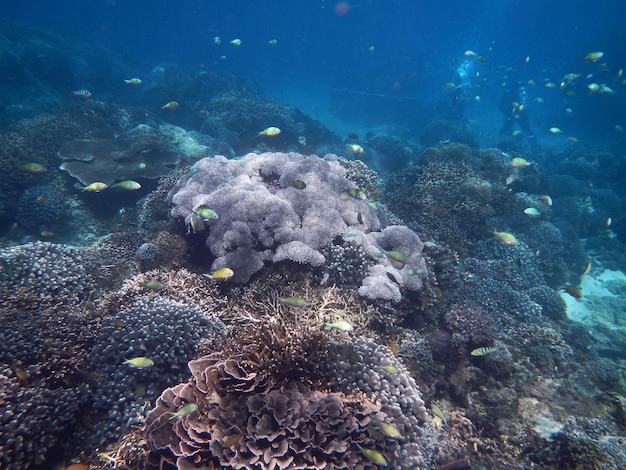 Snorkeling sott'acqua sull'isola di Bali, Indonesia