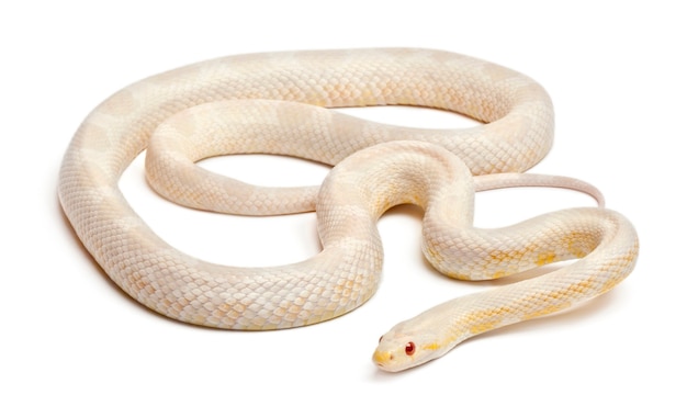 Snow Corn Snake o Red Rat Snake, Pantherophis guttatus, di fronte a uno sfondo bianco