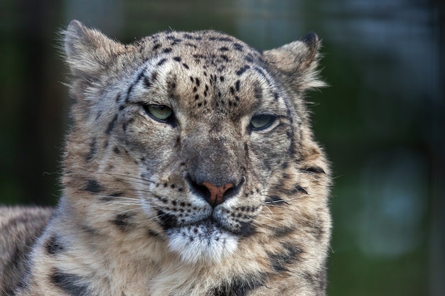 Snow Leopard Panthera uncia