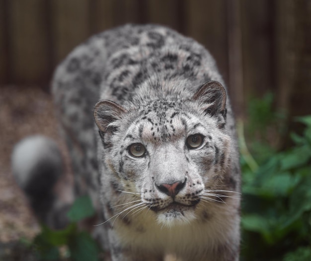 Snow Leopard