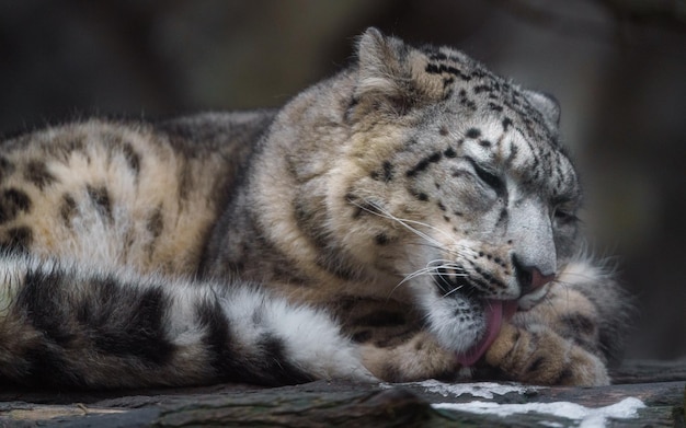 Snow Leopard