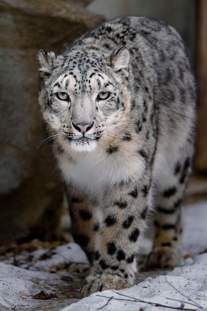 Snow Leopard