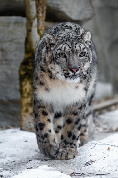 Snow Leopard