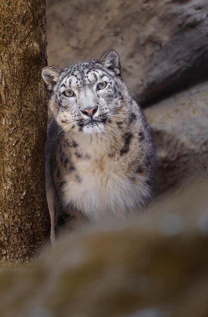 Snow Leopard