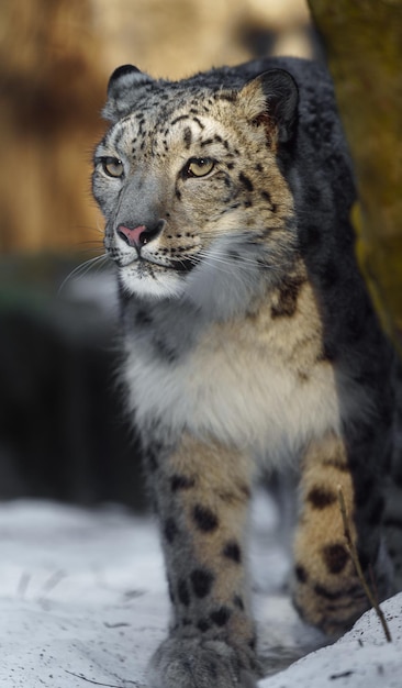 Snow Leopard