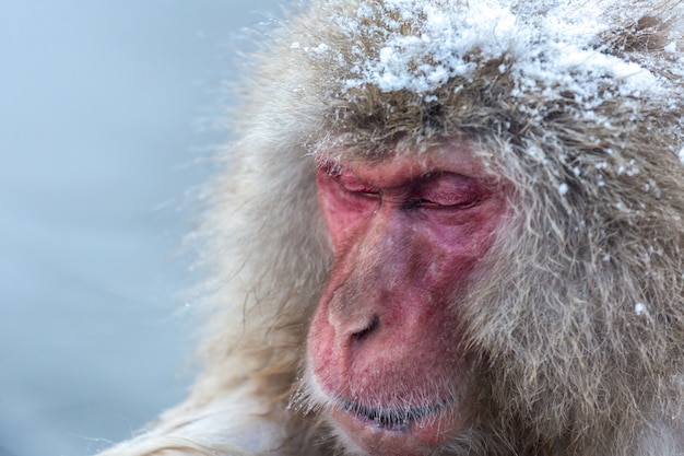 Snow monkey Macaque Onsen