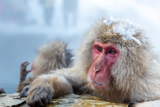 Snow monkey Macaque Onsen