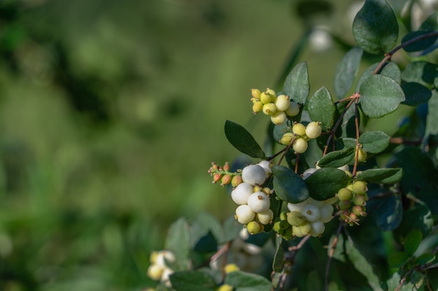 Snowberry - Symphoricarpos Bacche e foglie bianche