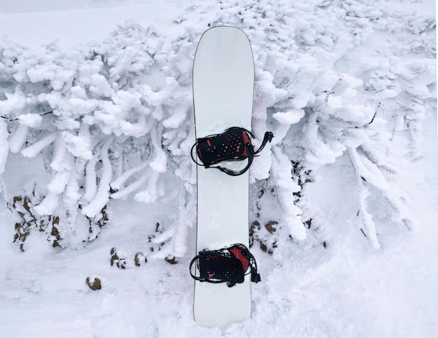 Snowboard e piante congelate. Sfondo invernale innevato