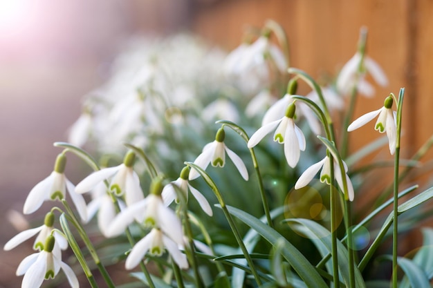 Snowdrops bianchi in giardino All'inizio della primavera closeup fiori con la luce del sole