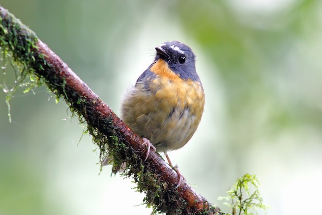 Snowy browed Flycatcher Ficedula hyperythra Beautiful Male Birds of Thailand