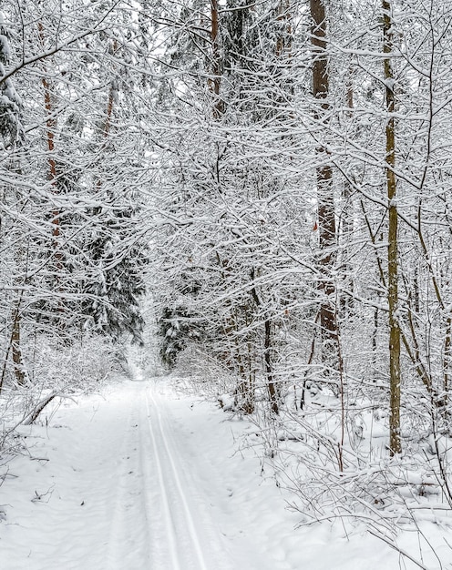 Snowy winter forest Alberi e cespugli innevati Pista da sci su una strada bianca come la neve