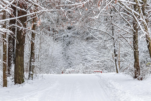 Snowy winter forest Alberi e cespugli innevati Pista da sci su una strada bianca come la neve