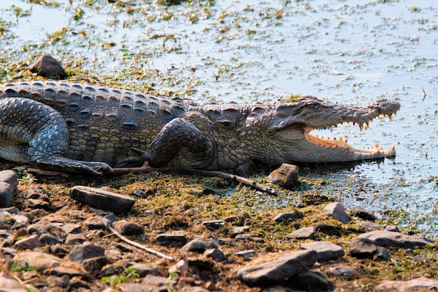 Snub Nosed Marsh Crocodile mugger crocodile Crocodylus palustris