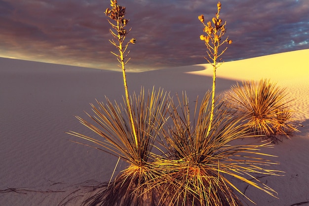 Soaptree yucca (Yucca elata) aggrappato a una duna a White Sands National Monument, New Mexic