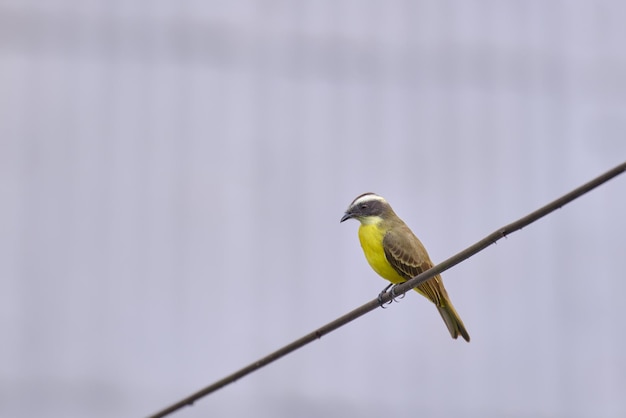 Social Flycatcher Myiozetetes similis