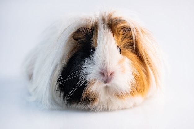 Soffice cavia