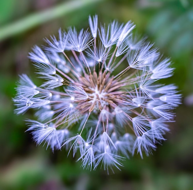 Soffice dente di leone bianco bagnato dopo la pioggia su sfondo verde naturale da vicino