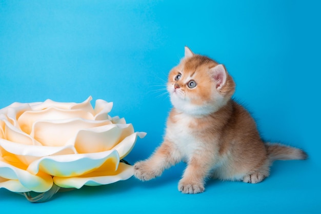 Soffice gattino di cincillà dorato con un fiore su sfondo blu