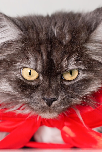 Soffice gatto grigio di razza pura con un fiocco rosso Animali domestici Primo piano Temi animali