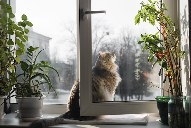 Soffice gatto grigio seduto sul davanzale della finestra e guardando fuori da una finestra aperta, al chiuso. Gatto domestico di razza siberiana