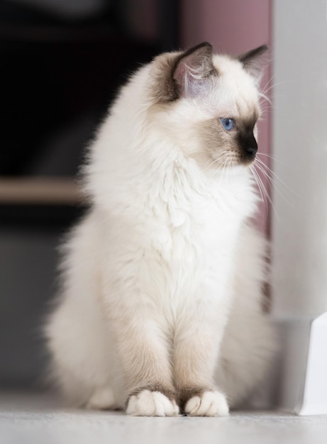 Soffice gatto ragdoll con bellissimi occhi azzurri seduto sul pavimento in una stanza luminosa e guardando indietro