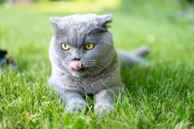 Soffice gatto scozzese su un prato verde in estate un animale contento un animale domestico ben curato