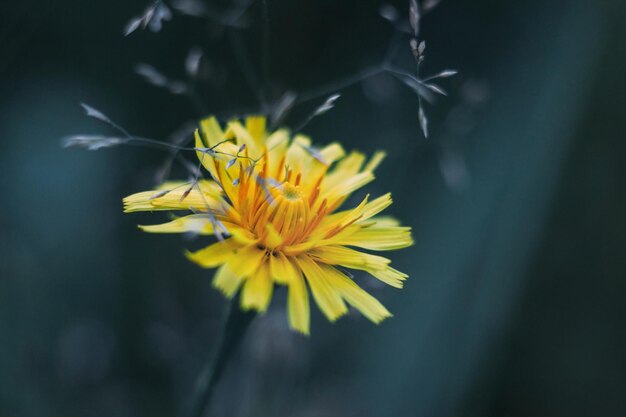 Soffici fiori gialli caduta dente di leone su sfondo blu Autunno hawkbit