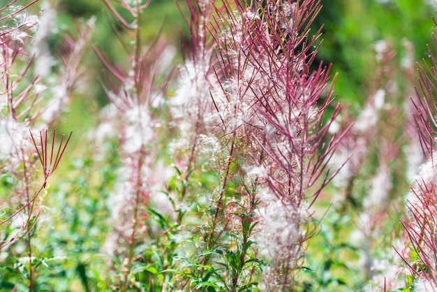 Soffici fiori rosa fireweed