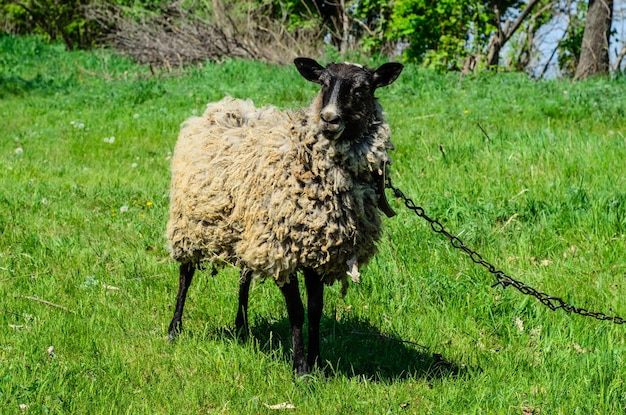 Soffici pecore grigie su un prato verde
