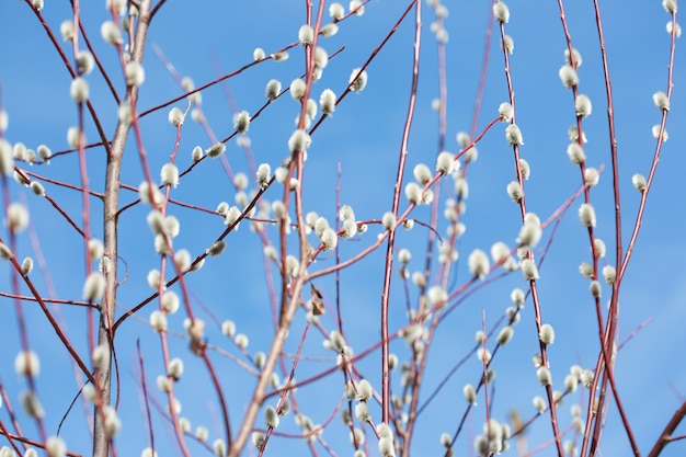 Soffici rami di salice sbocciato in primavera da Pasqua sulla superficie del cielo blu