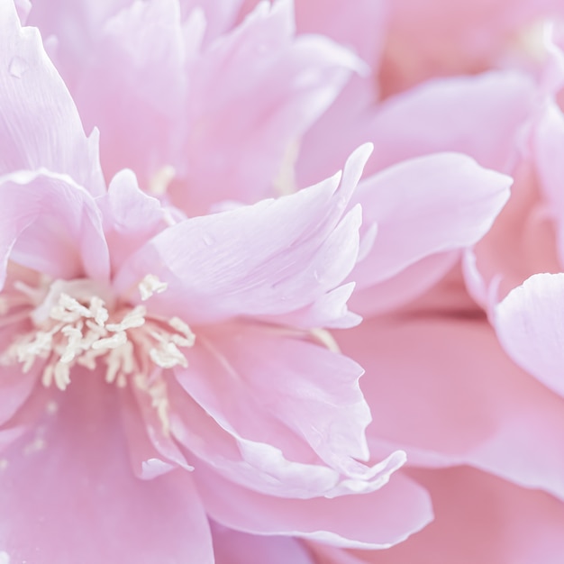 Soft focus astratto sfondo floreale petali di fiori di peonia rosa pallido