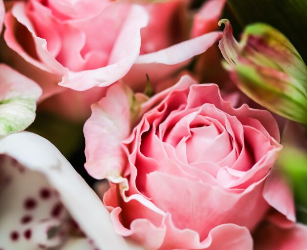 Soft focus astratto sfondo floreale rosa rosa fiore Macro fiori sfondo per il design delle vacanze