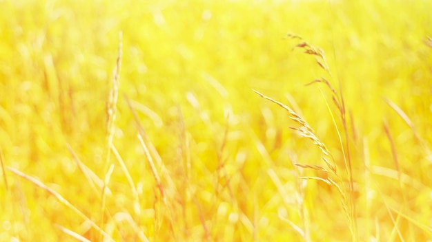 Soft focus astratto sfondo giallo di erbe di campo in giornata di sole estivo