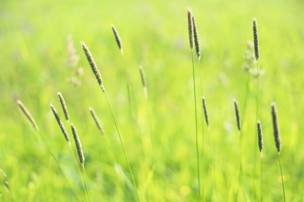 Soft focus astratto sfondo verde di erbe di campo