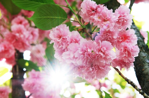 Soft focus Cherry Blossom o Sakura flower sullo sfondo della natura