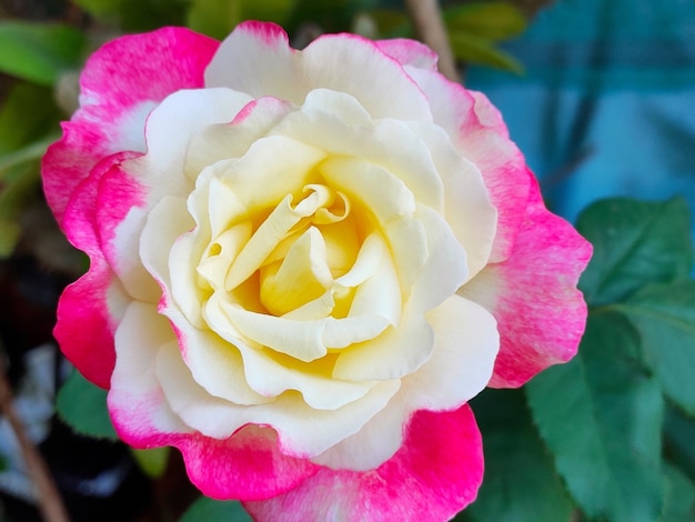 Soft focus di bella rosa gialla e rosa con foglie verdi.