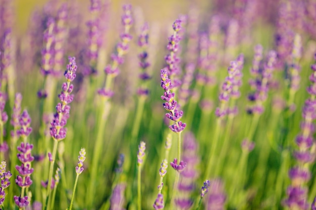 Soft focus di fiori di lavanda viola viola