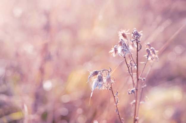 Soft focus di fiori selvatici secchi in inverno in fiori secchi toni rosa nella foresta invernale