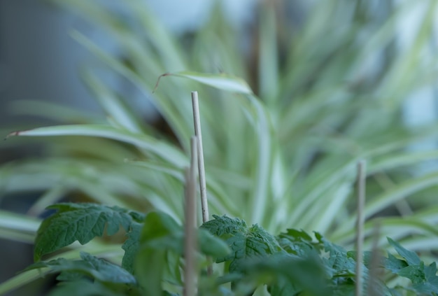 Soft focus di fogliame e pali di pantaloni indoor - concetto di giardinaggio indoor