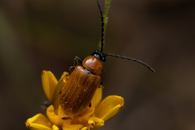 Soft focus di uno scarabeo marrone accoccolato su un appartamento giallo in un giardino