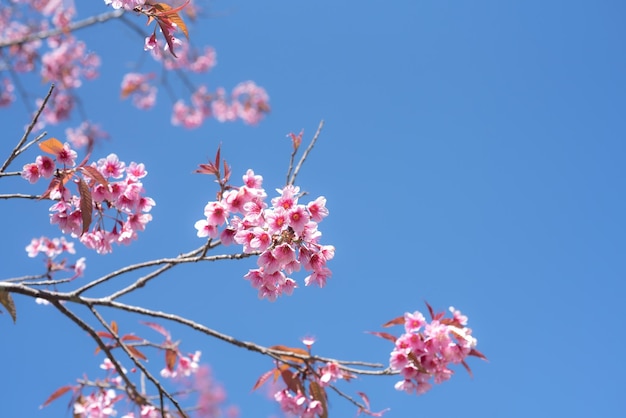 Soft focus Fiori di ciliegio Sfondo di fiori rosa
