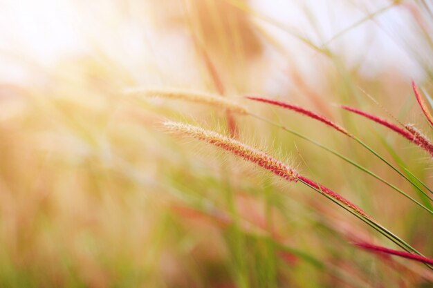 Soft Focus Fiori di erba bella alla luce del sole naturale Sfondo