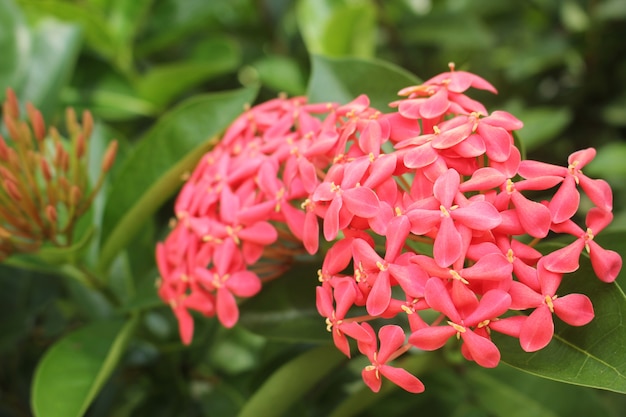 Soft focus Ixora rosso in giardino.