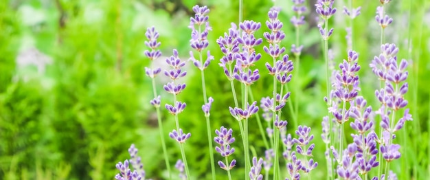 Soft focus su bellissimi fiori di lavanda nel giardino estivo