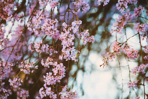 Soft focus su fiori, fiori di ciliegio naturale o fiori di Sakura in stile vintage