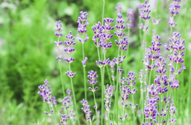 Soft focus sui bellissimi fiori di lavanda nel giardino estivo